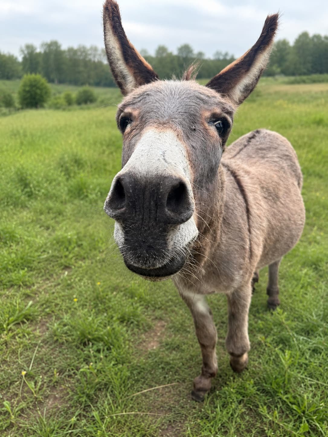 A donkey walking curiously towards the camera across the meadow