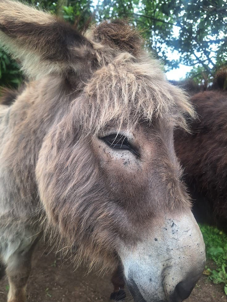 Portrait of a donkey with a thick winter coat and soft eyes
