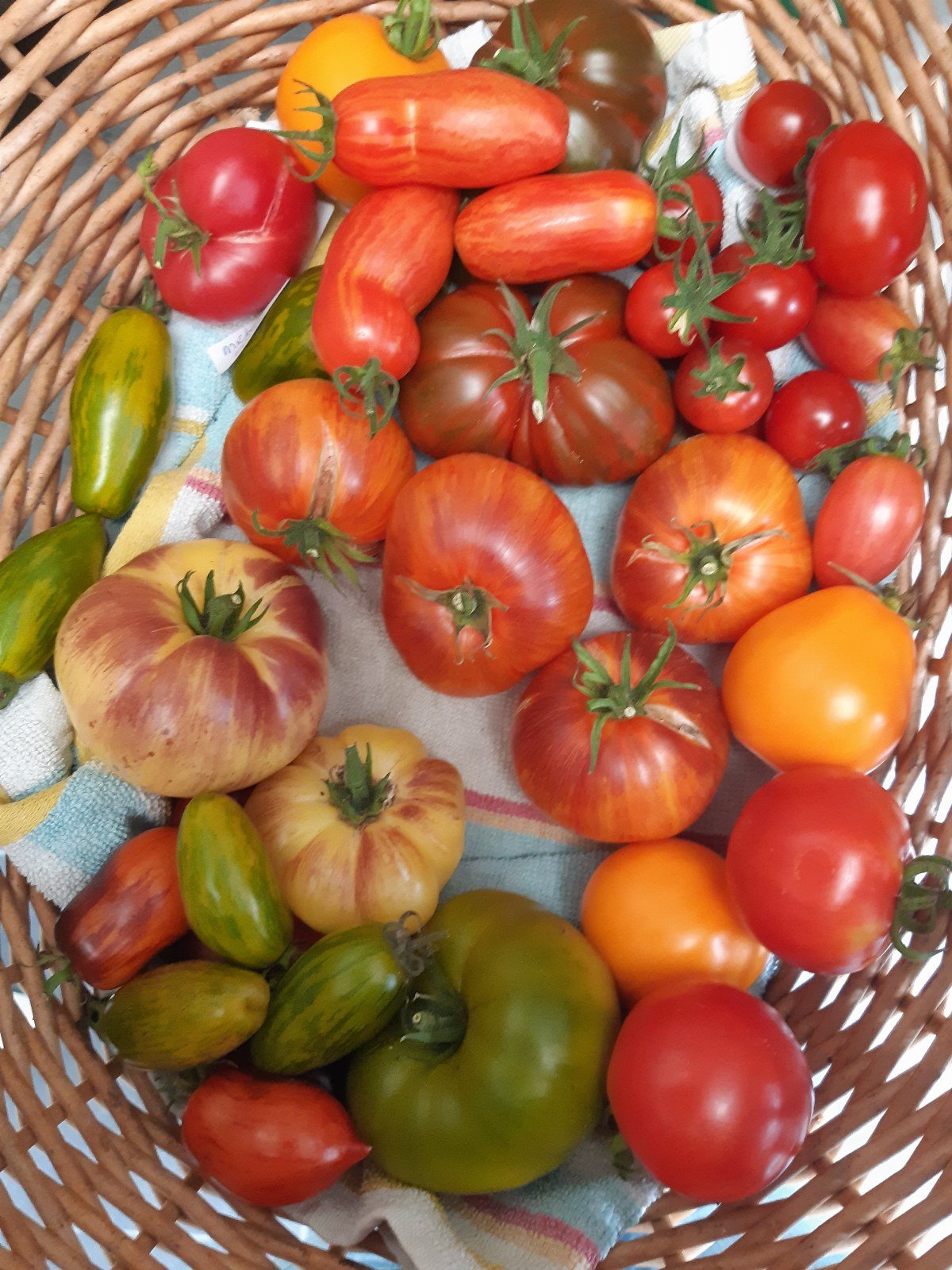 Een rieten mand met tomaten in verschillende kleuren en vormen