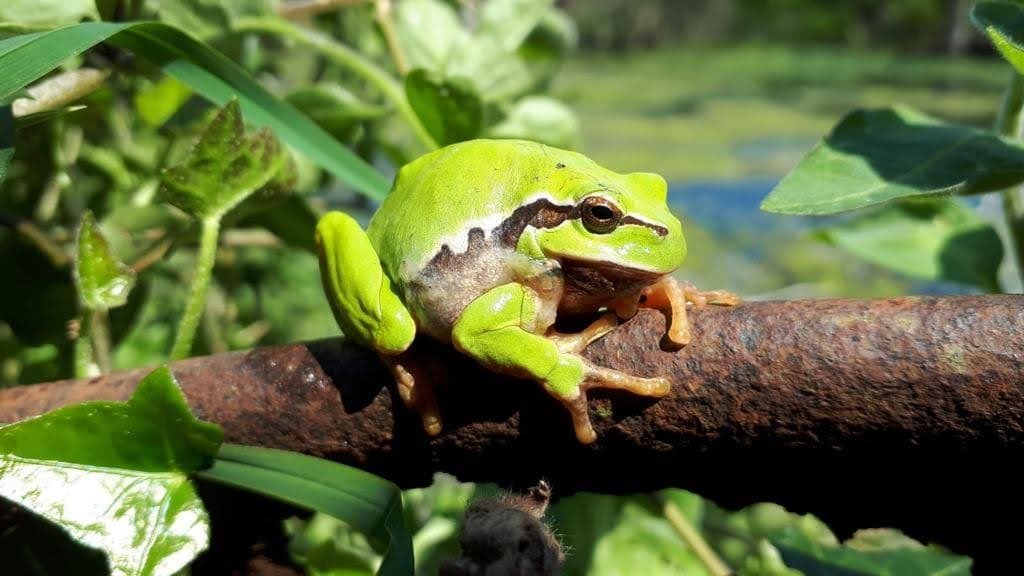 A green tree frog on a branch above the water of the pond