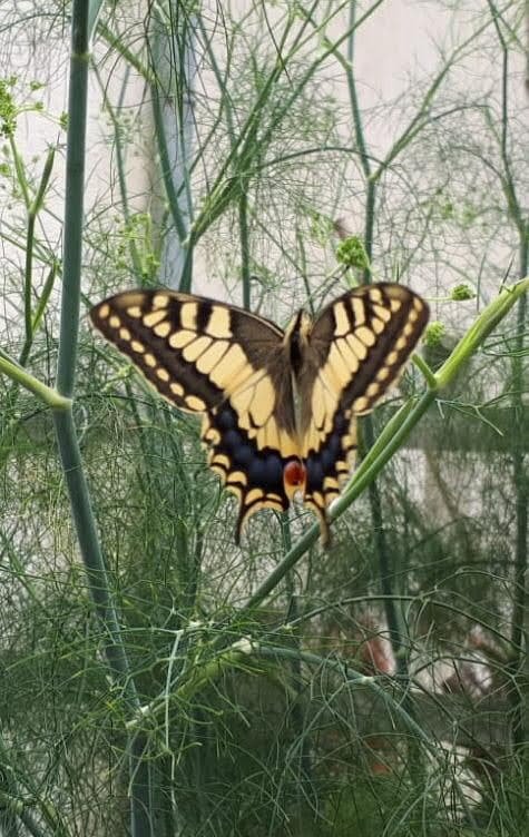 A swallowtail butterfly with open wings among the greenery