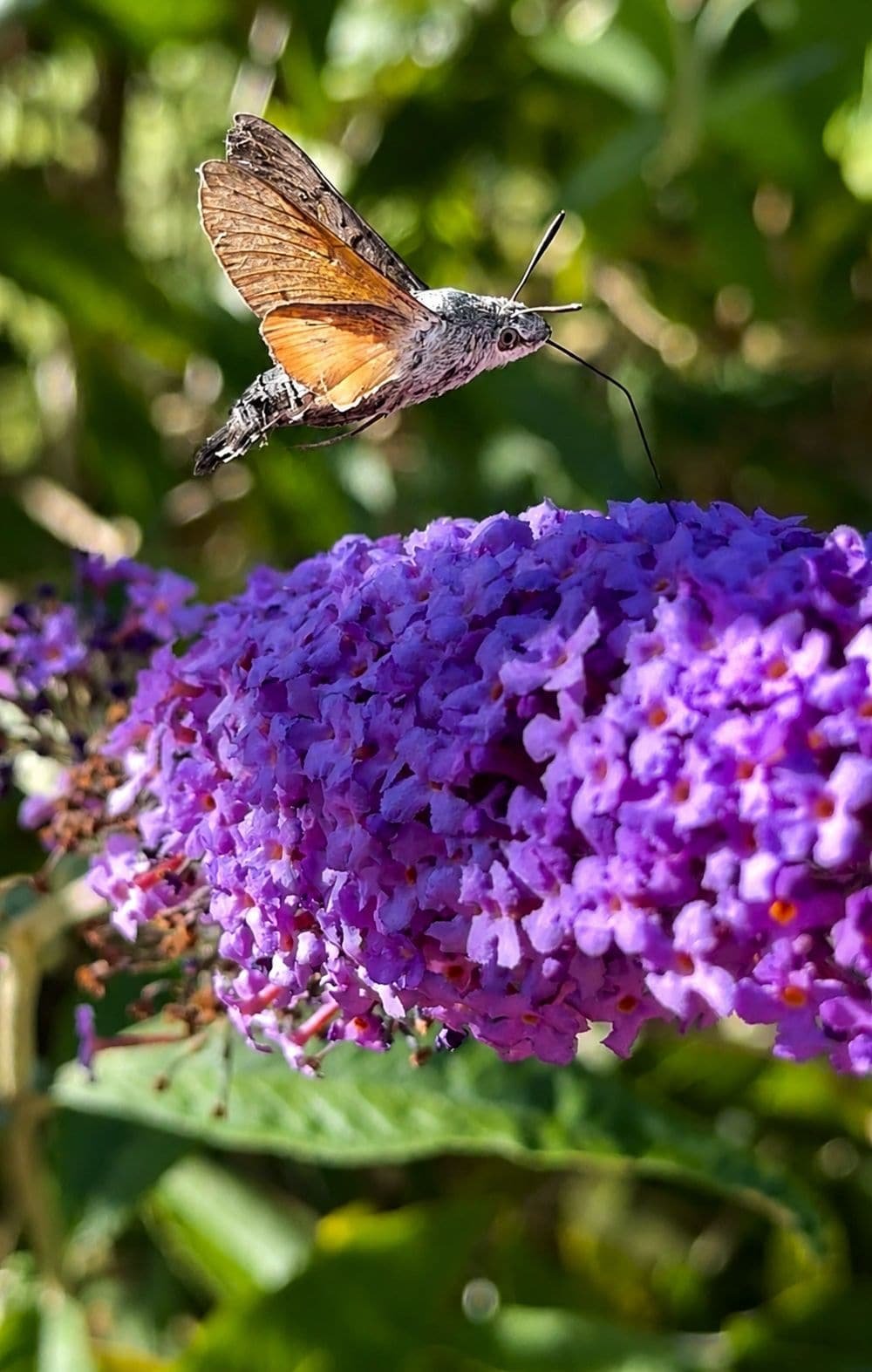 A purple buddleia in full bloom on the estate