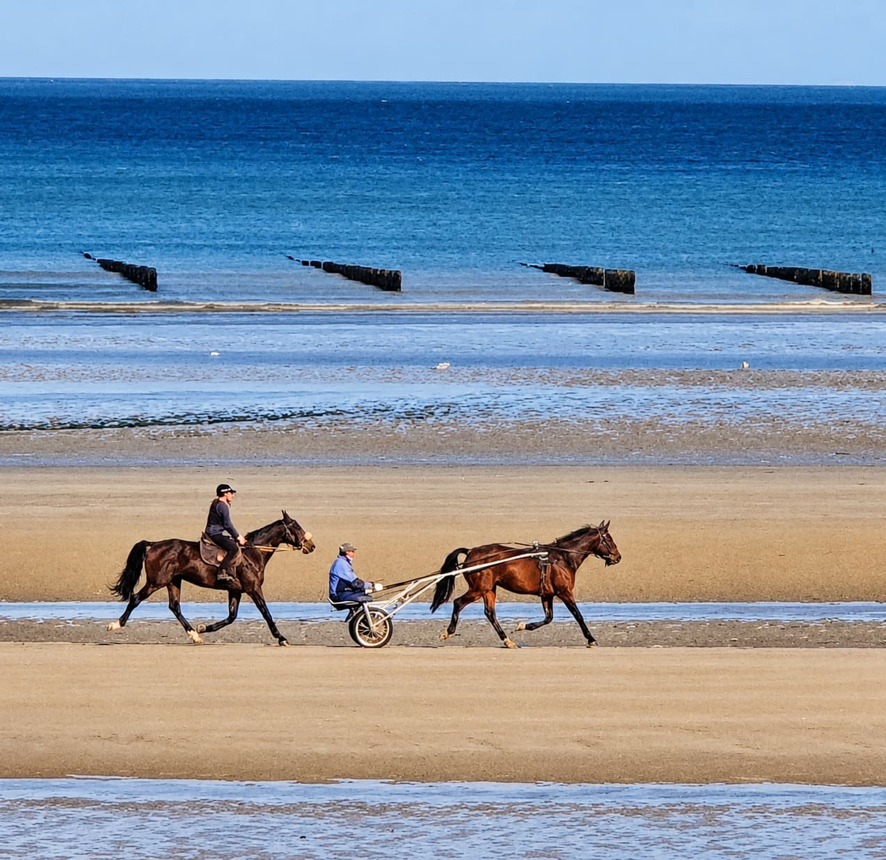 Paarden en een sulky in draf over het strand bij laag water